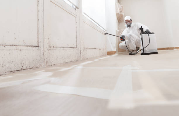 24/7 Emergency Black Mold Remediation experts in Gaylord, MI