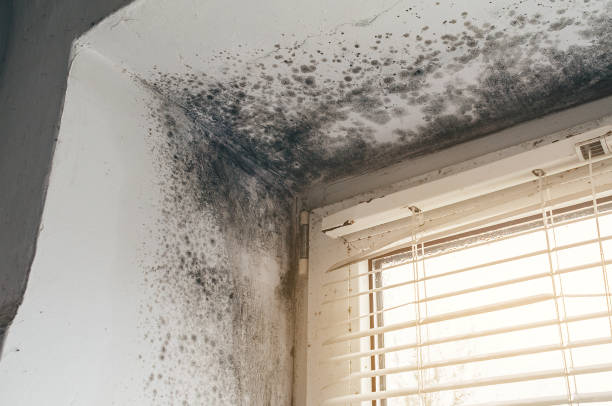 Affordable Black Mold Remediation solutions in Gaylord, MI