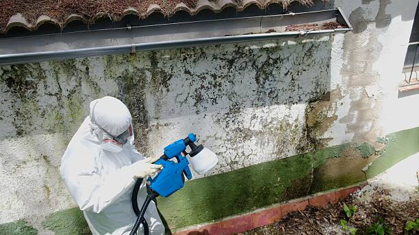 Top rated local Black Mold Remediation specialists in Gaylord, MI